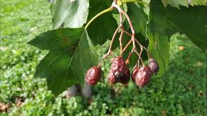 Attēlu rezultāti vaicājumam “Sorbus intermedia fruit”