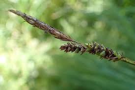 Attēlu rezultāti vaicājumam “Carex cespitosa”