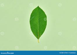 Attēlu rezultāti vaicājumam “Salix pentandra leaf”