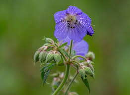 Attēlu rezultāti vaicājumam “Geranium pratense bud”