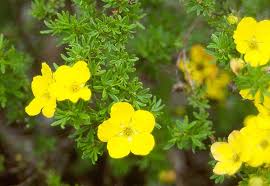 Attēlu rezultāti vaicājumam “Pentaphylloides fruticosa leaf”