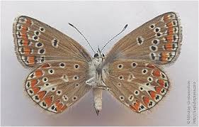 Attēlu rezultāti vaicājumam “Aricia artaxerxes  female”