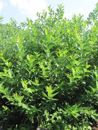 Attēlu rezultāti vaicājumam “Salix x doniana”