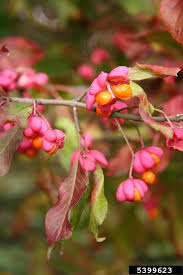 Attēlu rezultāti vaicājumam “Euonymus flower”