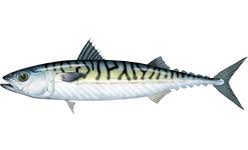 Image result for Scomber scombrus