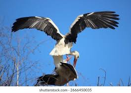 Attēlu rezultāti vaicājumam “Ciconiiformes”