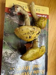 Attēlu rezultāti vaicājumam “Tricholoma flavovirens”