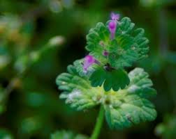 Attēlu rezultāti vaicājumam “Lamium amplexicaule flower”
