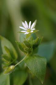 Attēlu rezultāti vaicājumam “Stellaria nemorum flower”