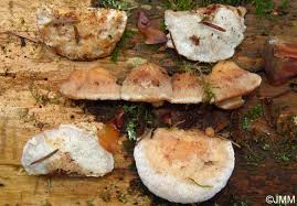 Attēlu rezultāti vaicājumam “Postia fragilis”