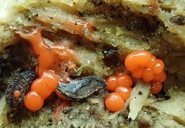 Attēlu rezultāti vaicājumam “Lycogala leopardinum young”