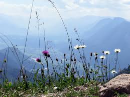 Image result for Alpendistel