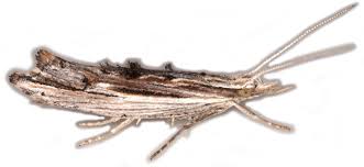 Attēlu rezultāti vaicājumam “Ypsolopha scabrella”