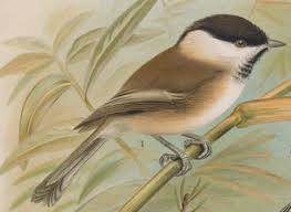 Attēlu rezultāti vaicājumam “Poecile montanus adult”