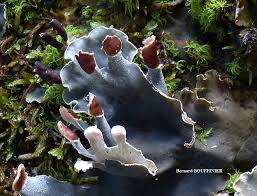 Attēlu rezultāti vaicājumam “Peltigera”