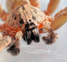 Attēlu rezultāti vaicājumam “Miturgidae”