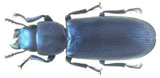 Attēlu rezultāti vaicājumam “Trogossitidae”