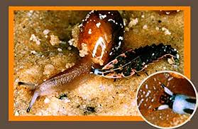 Attēlu rezultāti vaicājumam “Licea pygmaea macro”