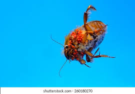 Attēlu rezultāti vaicājumam “Dytiscus sp.”