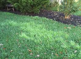 Attēlu rezultāti vaicājumam “Poa trivialis”