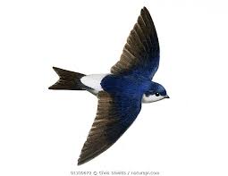 Attēlu rezultāti vaicājumam “Delichon urbicum”