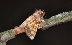 Attēlu rezultāti vaicājumam “Gortyna flavago”