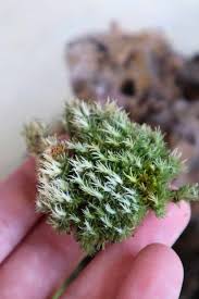 Attēlu rezultāti vaicājumam “Leucobryum glaucum”