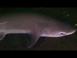 Image result for Hexanchus griseus