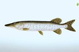 Image result for Esox lucius