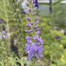 Attēlu rezultāti vaicājumam “Veronica spicata leaf”