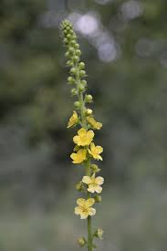Image result for Agrimonia eupatoria