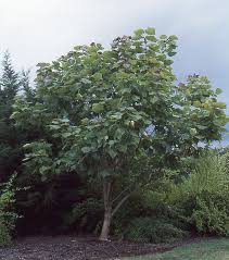 Attēlu rezultāti vaicājumam “Catalpa”