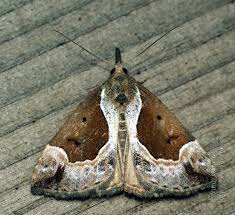 Attēlu rezultāti vaicājumam “Hypena crassalis”