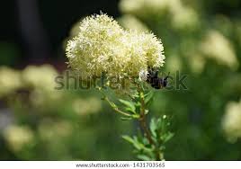 Attēlu rezultāti vaicājumam “Thalictrum lucidum flower”