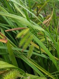 Attēlu rezultāti vaicājumam “Carex pseudocyperus fruit”