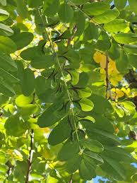 Attēlu rezultāti vaicājumam “Robinia pseudoacacia leaf”