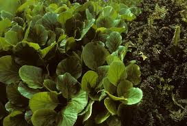 Attēlu rezultāti vaicājumam “Bergenia crassifolia”