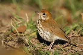 Image result for Hylocichla mustelina