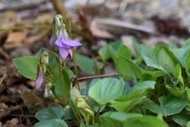 Attēlu rezultāti vaicājumam “Viola uliginosa bud”