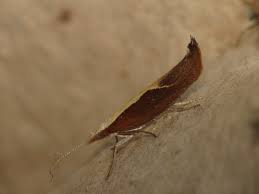 Attēlu rezultāti vaicājumam “Ypsolopha dentella”