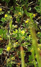 Attēlu rezultāti vaicājumam “Trifolium dubium bud”