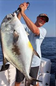 Image result for Trachinotus falcatus