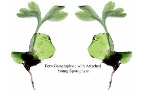 Attēlu rezultāti vaicājumam “Seligeria donniana sporophyte”