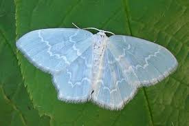 Attēlu rezultāti vaicājumam “Jodis putata”