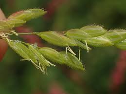 Attēlu rezultāti vaicājumam “Leersia oryzoides”