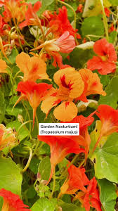 Attēlu rezultāti vaicājumam “Tropaeolum majus bud”