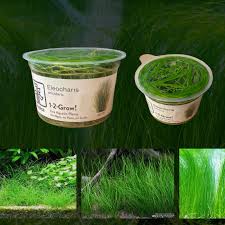 Attēlu rezultāti vaicājumam “Eleocharis acicularis”