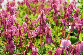 Image result for tränendes Herz