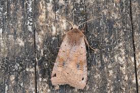 Attēlu rezultāti vaicājumam “Xestia baja”