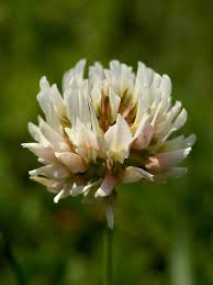 Attēlu rezultāti vaicājumam “Trifolium repens”